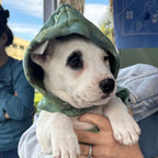 Hand-dyed ice dye dog hoodie with organic, coastal-inspired color pattern