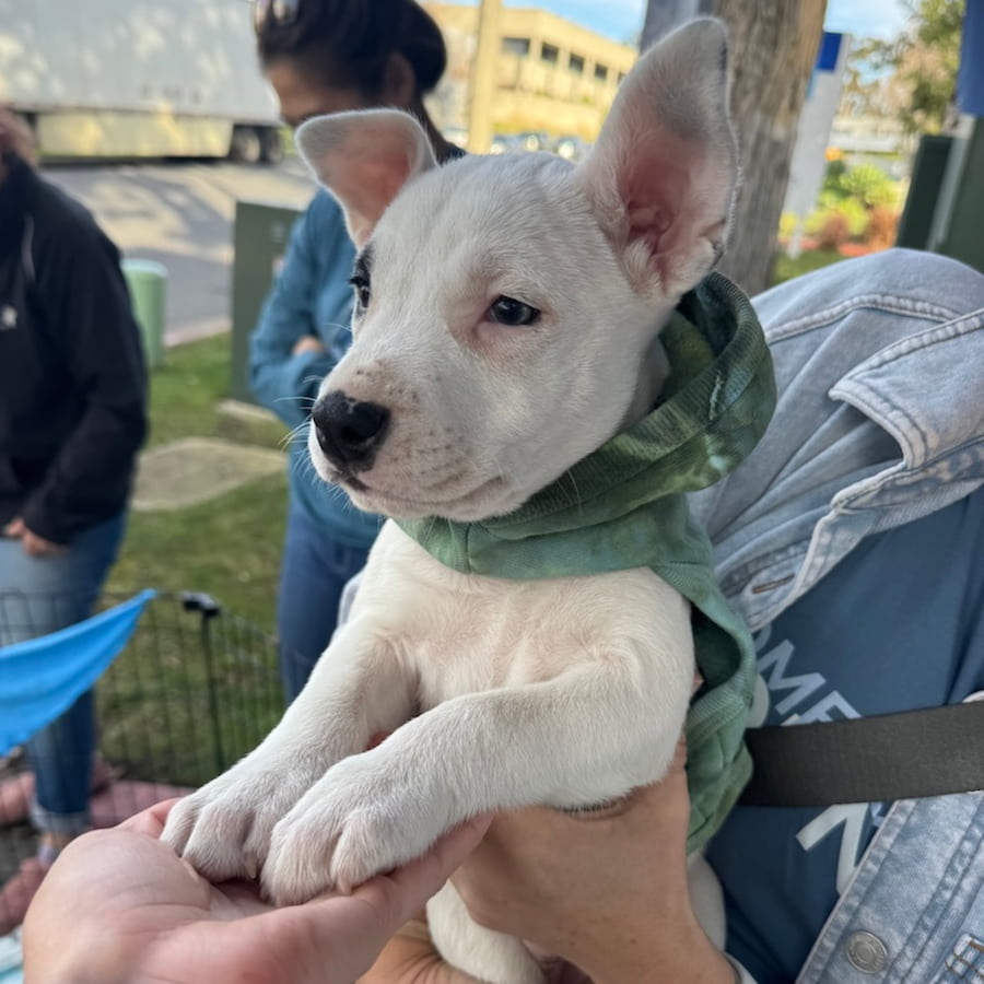 Hand-dyed ice dye dog hoodie with organic, coastal-inspired color pattern