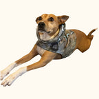 Hand-dyed ice dye dog hoodie with organic, coastal-inspired color pattern