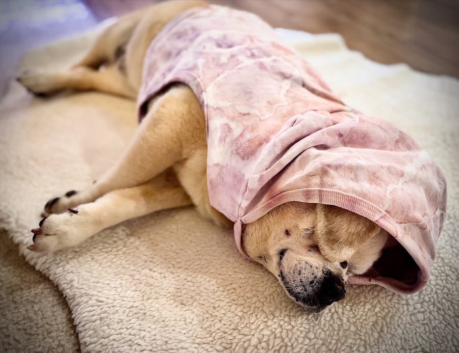 Hand-dyed ice dye dog hoodie with organic, coastal-inspired color pattern