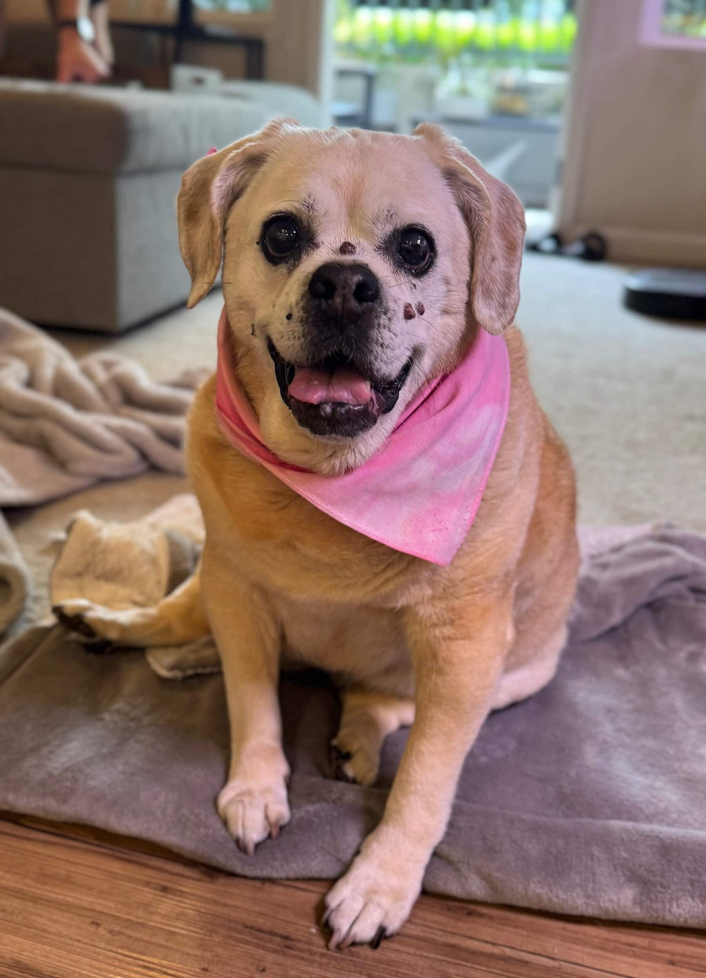 Puggle dog wearing a pink tie dye bandana sitting on a cushion in a living room.