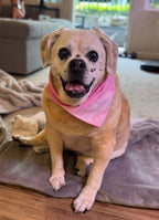 Puggle dog wearing a pink tie dye bandana sitting on a cushion in a living room.