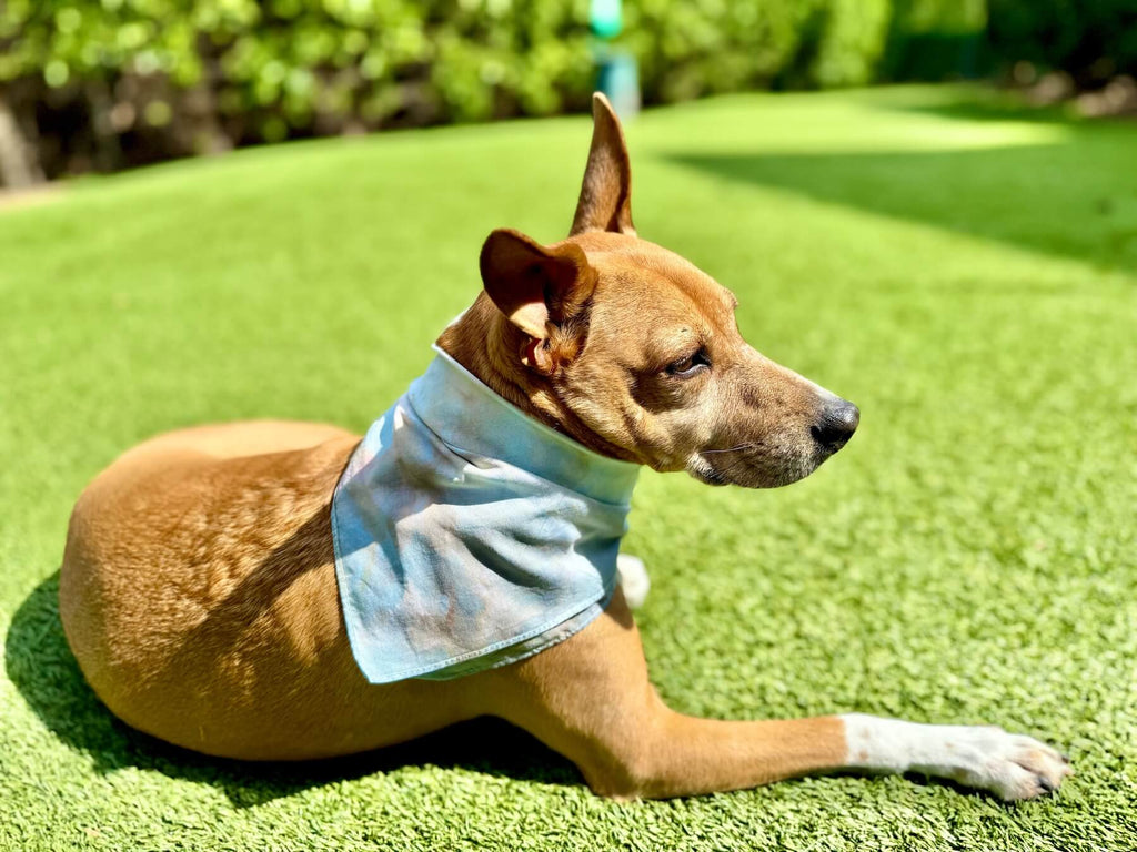 Dog wearing a blue tie dye bandana sitting on green grass