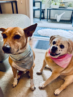 Hand-dyed ice dye hand dyed dog bandana with organic, coastal-inspired color pattern