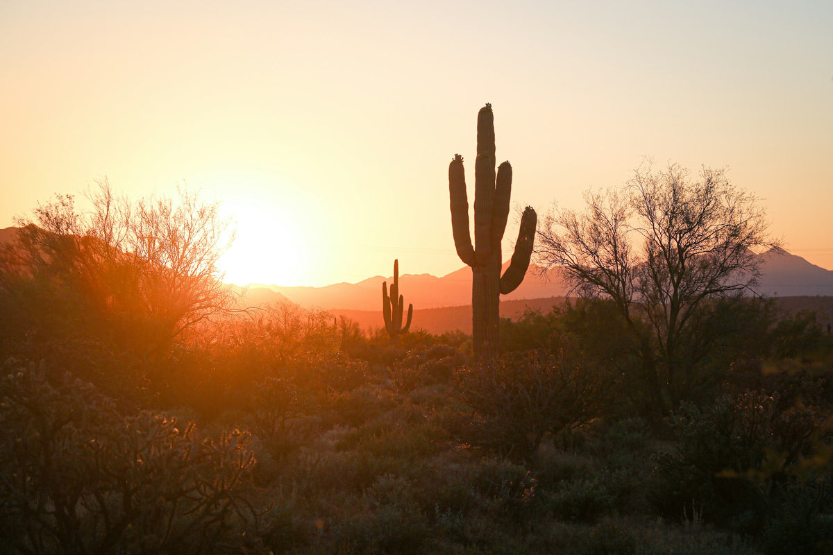 Saguaro cactus silhouetted against a desert sunset outside Phoenix