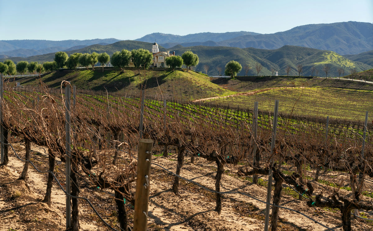 Vineyard rows with mountains behind them in Temecula wine country