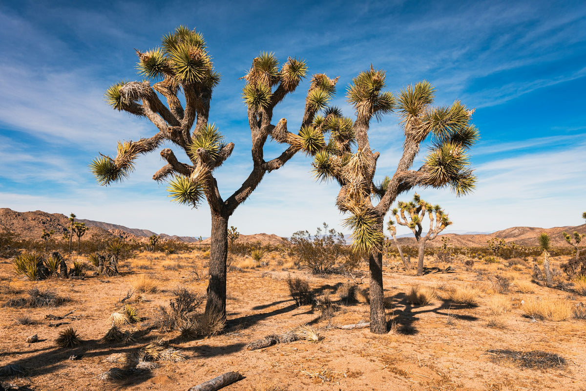 Joshua trees across the high desert near Joshua Tree National Park